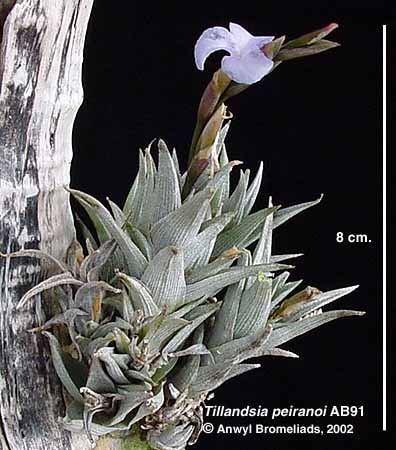TILLANDSIAS RARAS BOIATCHE BROMELIARIO: TILLANDSIA PEIRANOI